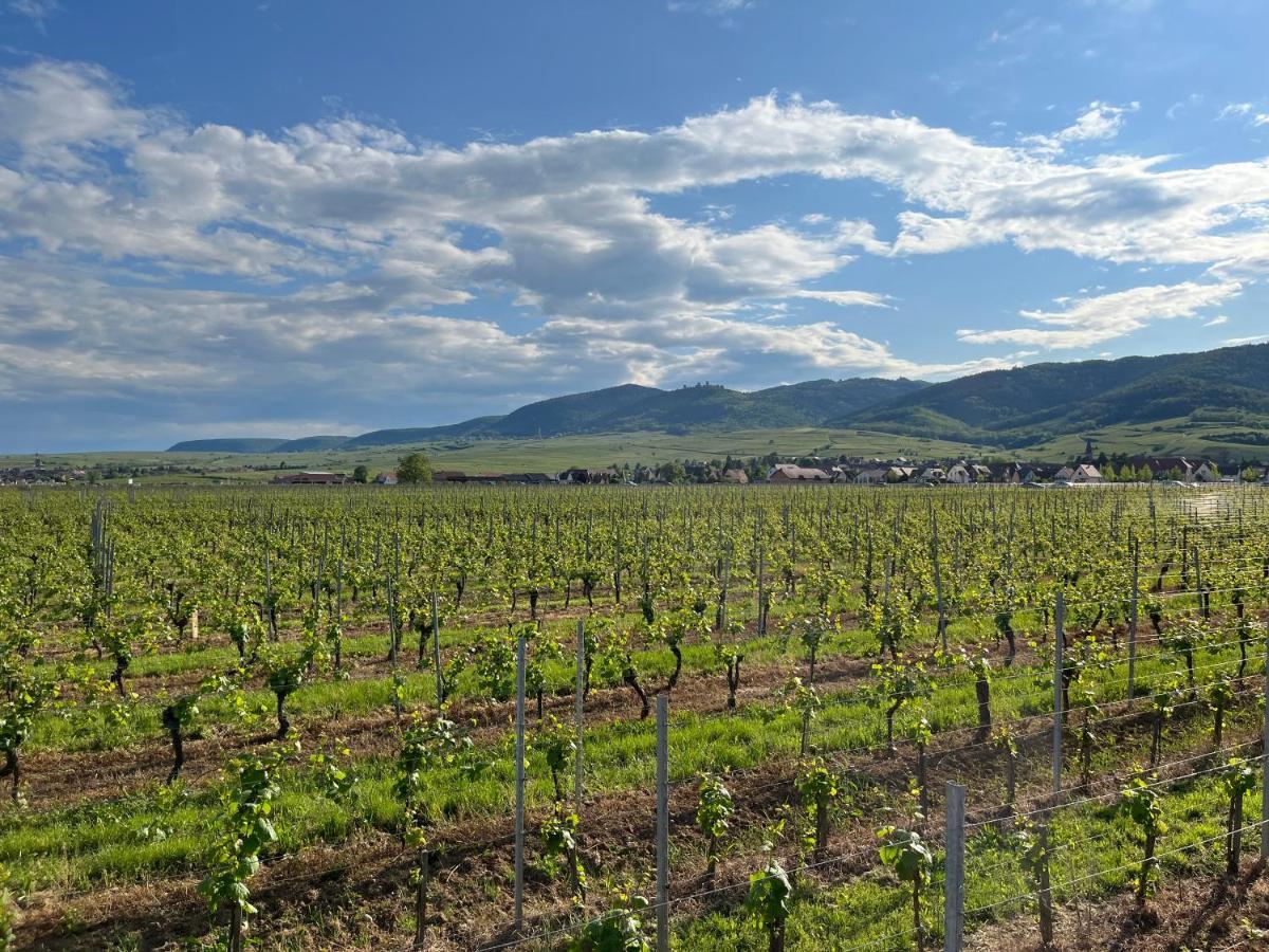 Gite Proche Colmar Vignoble Wettolsheim ภายนอก รูปภาพ